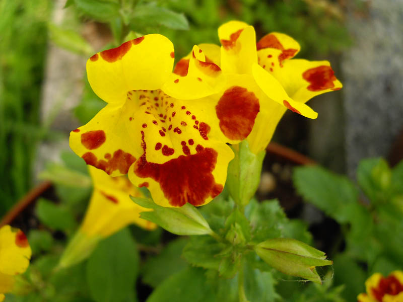Mimulus guttatus photo